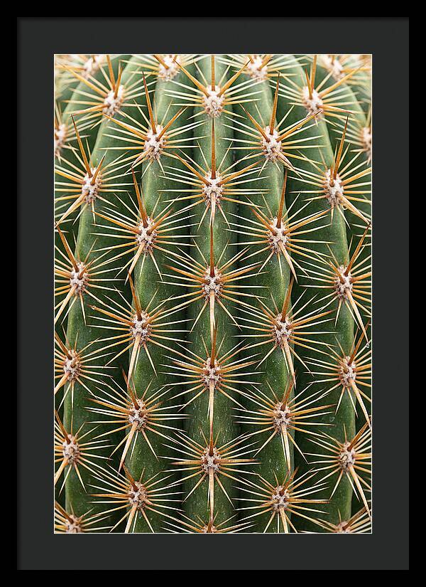 Cactus Spine Pattern