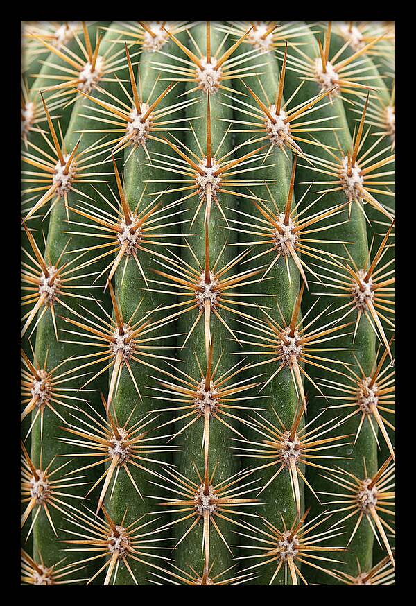 Cactus Spine Pattern