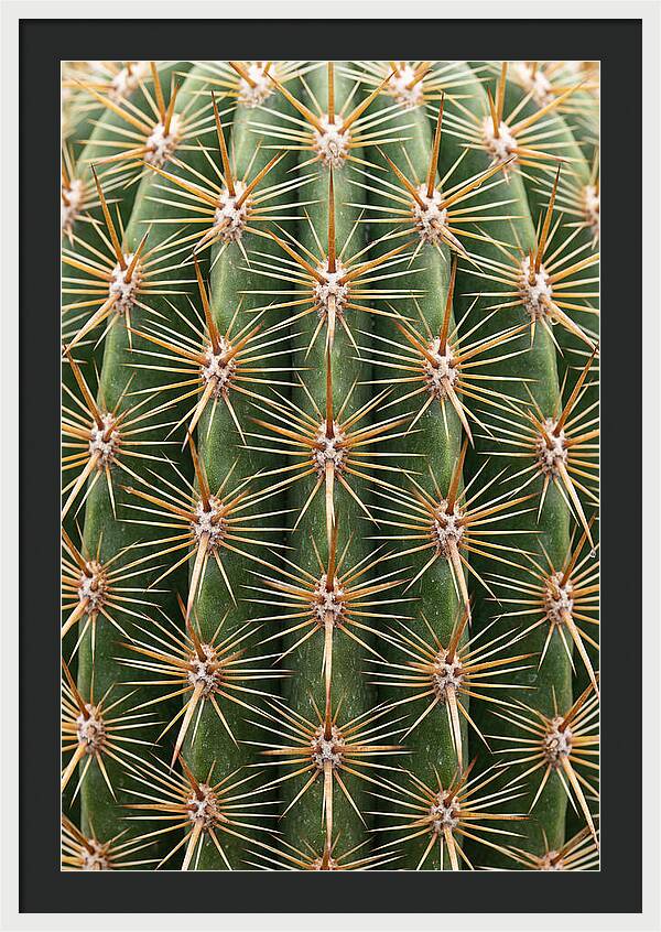 Cactus Spine Pattern