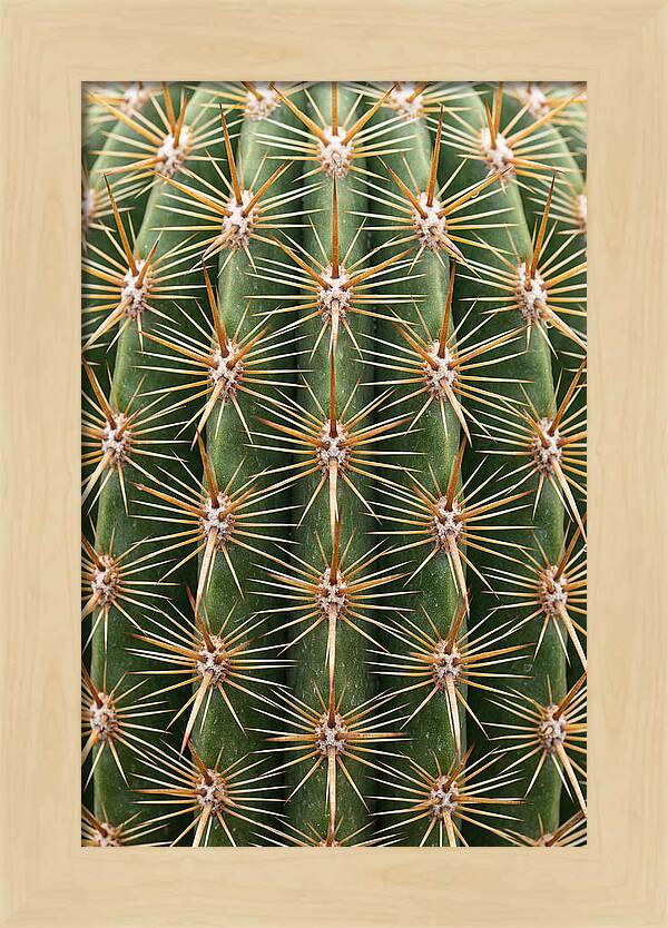 Cactus Spine Pattern