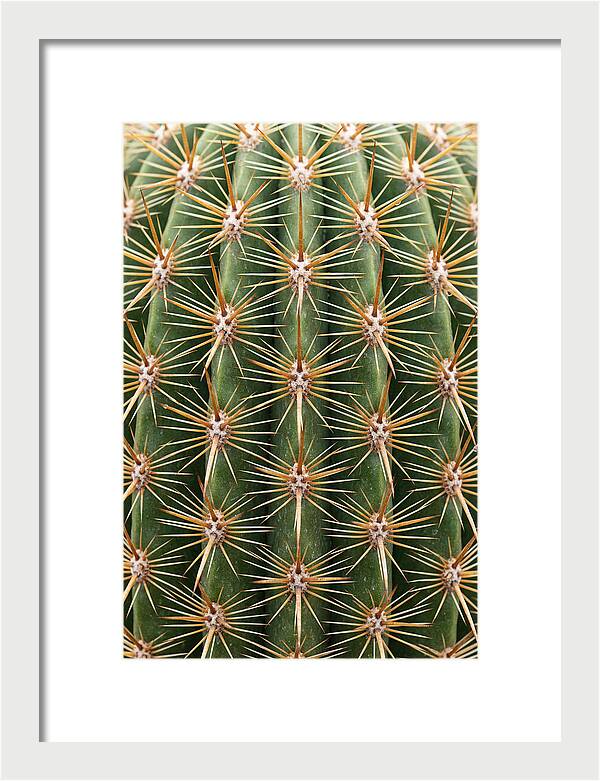 Cactus Spine Pattern