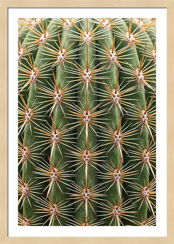 Cactus Spine Pattern