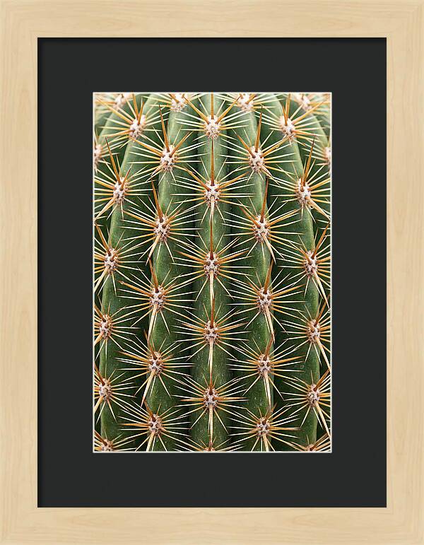 Cactus Spine Pattern