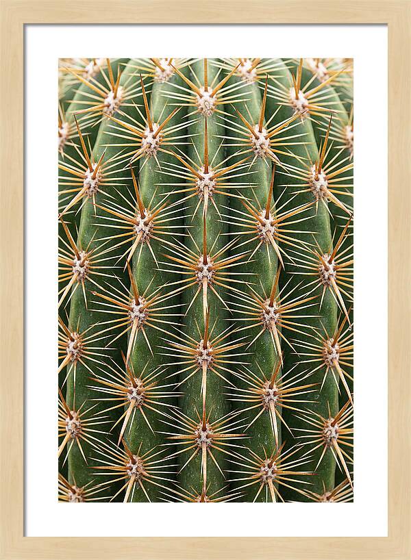 Cactus Spine Pattern