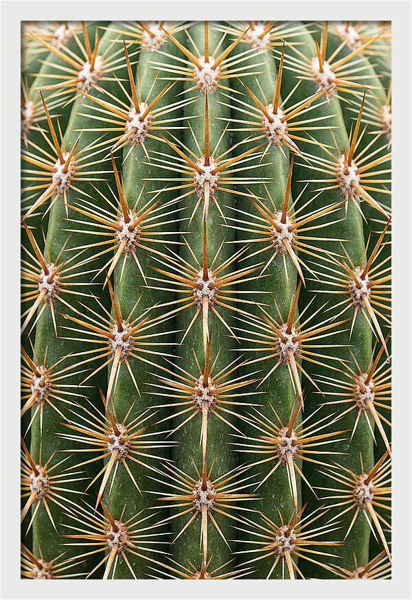 Cactus Spine Pattern