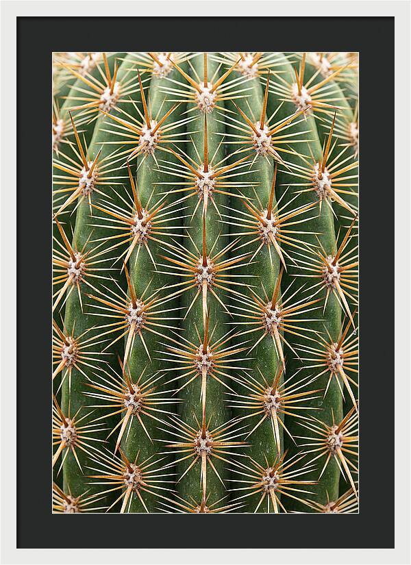 Cactus Spine Pattern