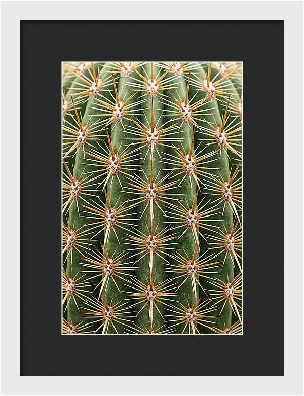 Cactus Spine Pattern