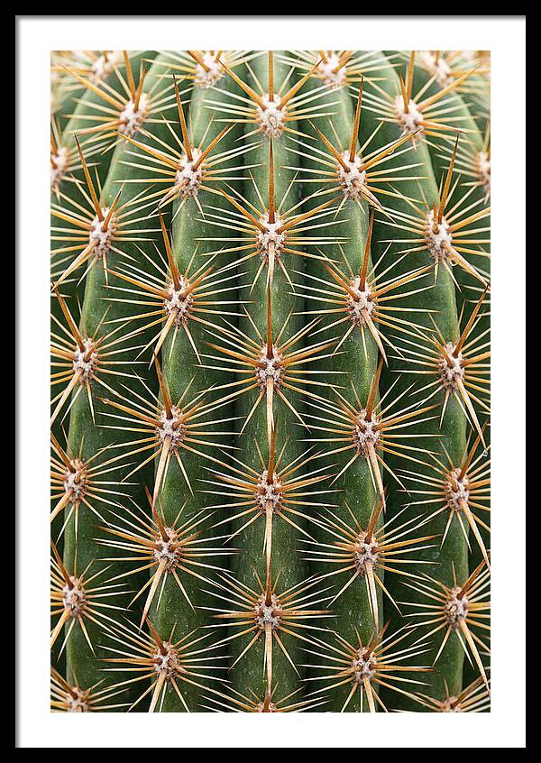 Cactus Spine Pattern