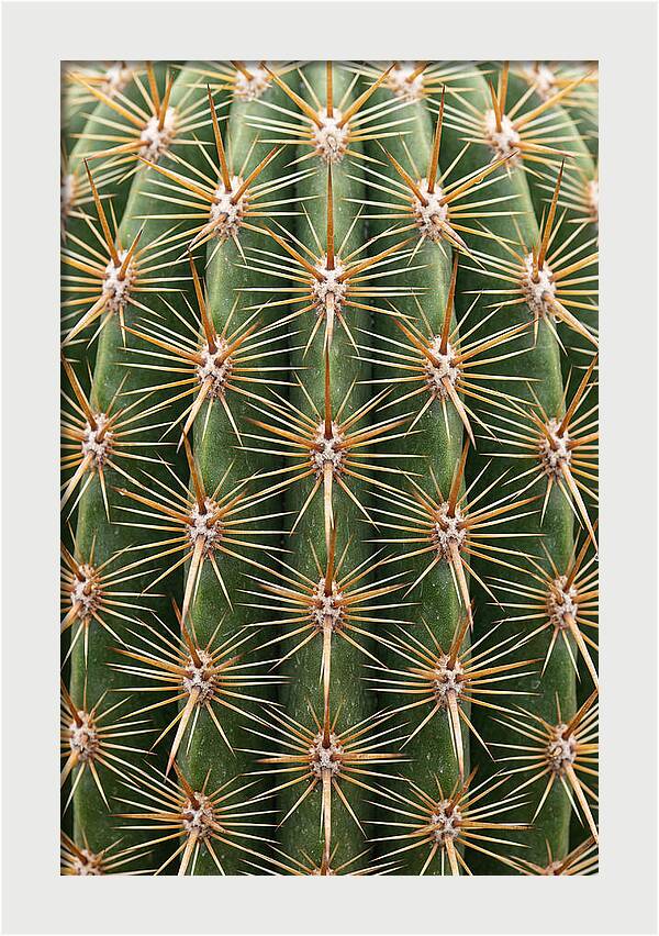 Cactus Spine Pattern