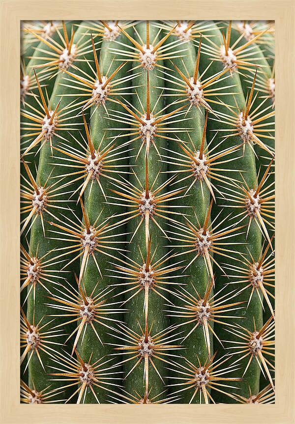 Cactus Spine Pattern