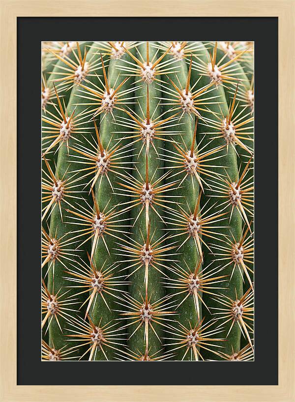 Cactus Spine Pattern