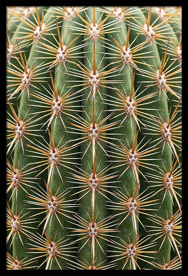 Cactus Spine Pattern