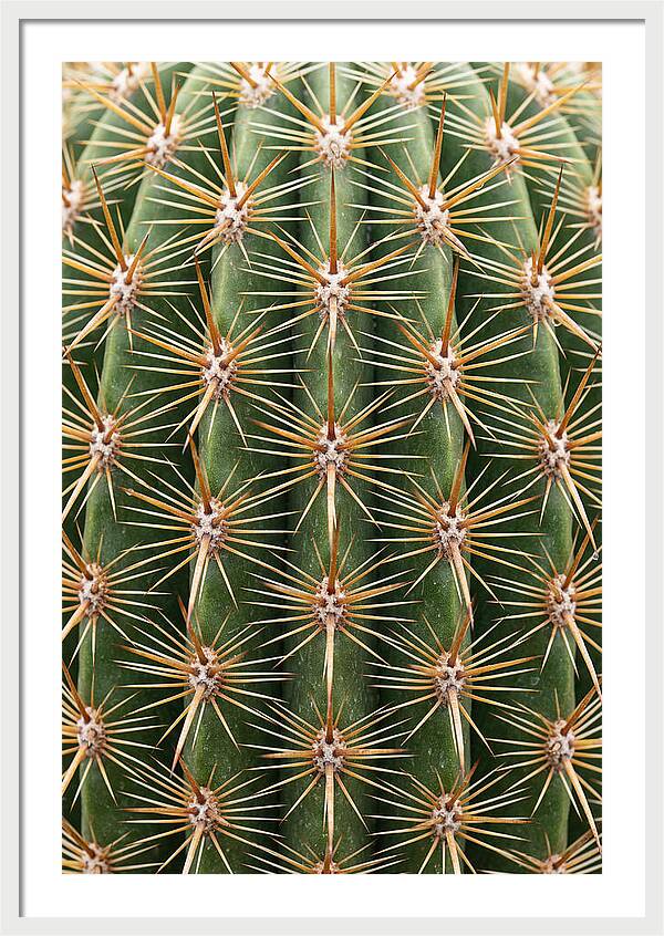 Cactus Spine Pattern