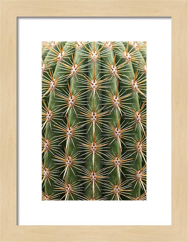 Cactus Spine Pattern