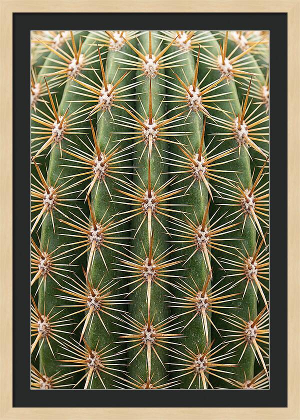 Cactus Spine Pattern