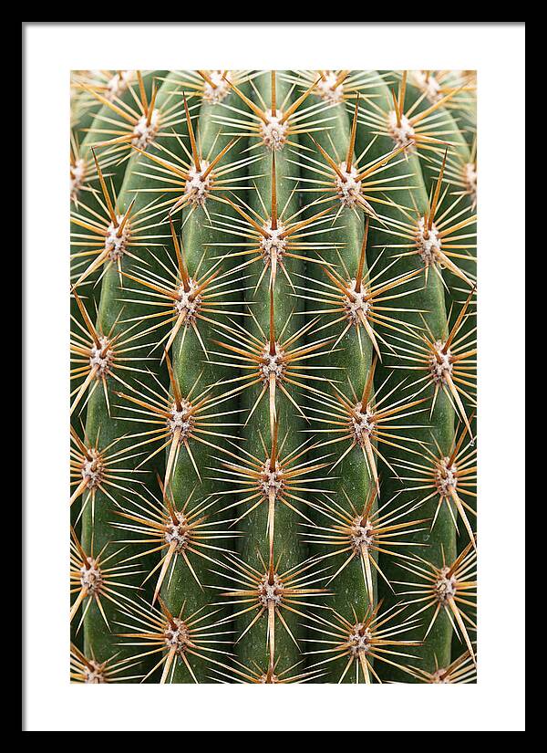 Cactus Spine Pattern