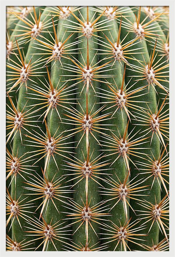 Cactus Spine Pattern