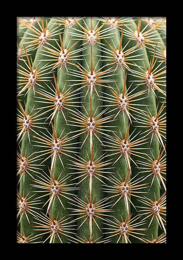 Cactus Spine Pattern