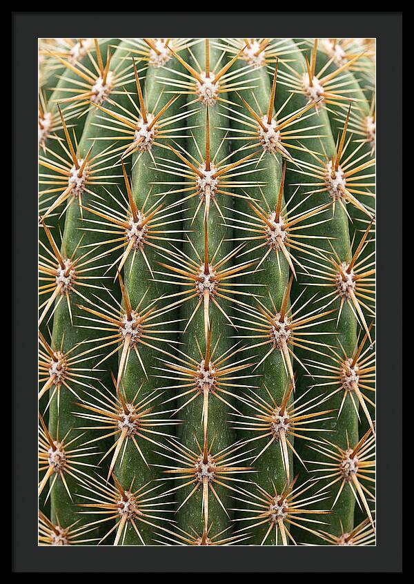 Cactus Spine Pattern