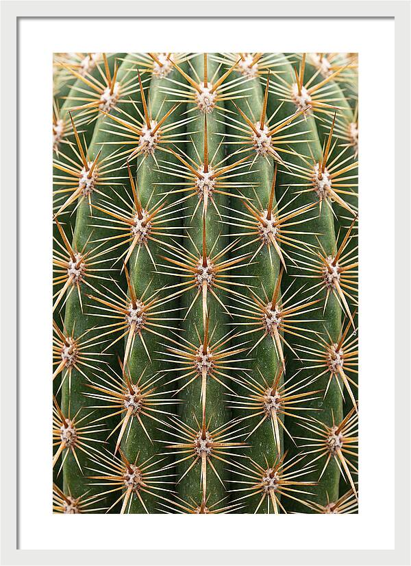 Cactus Spine Pattern