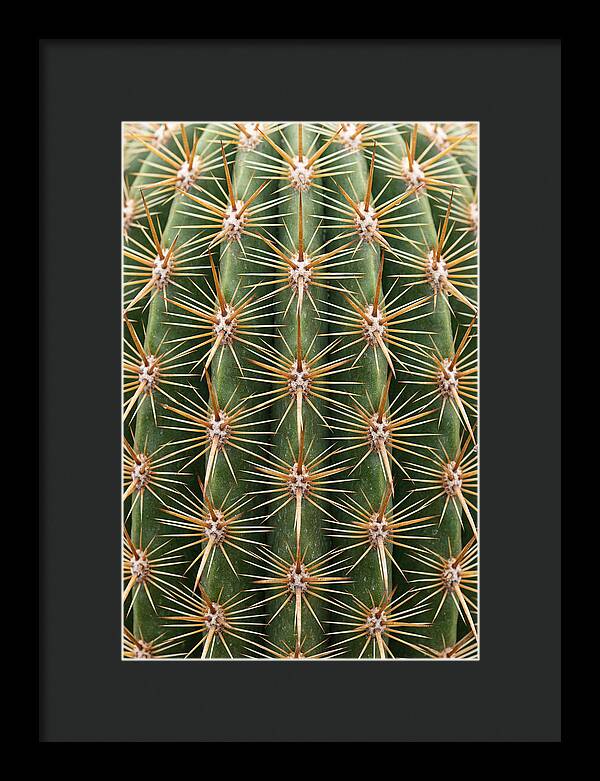 Cactus Spine Pattern