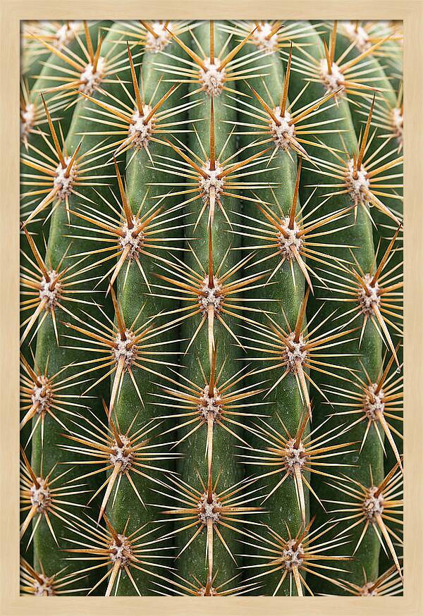 Cactus Spine Pattern