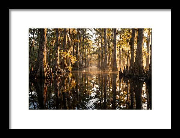 Caddo Lake Serenity