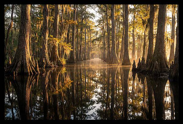 Caddo Lake Serenity