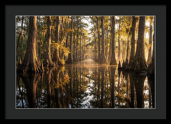 Caddo Lake Serenity