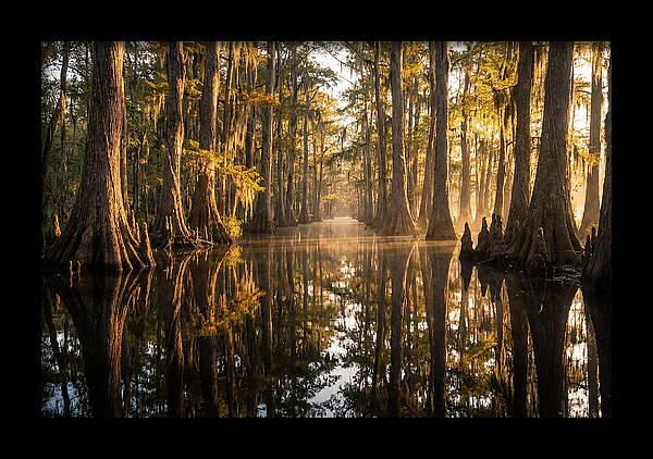 Caddo Lake Serenity