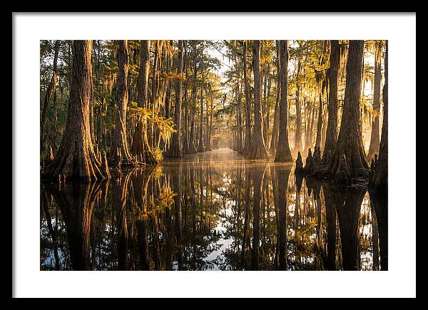 Caddo Lake Serenity