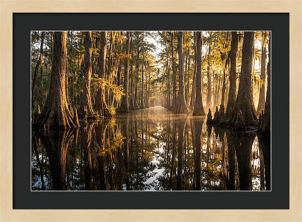 Caddo Lake Serenity