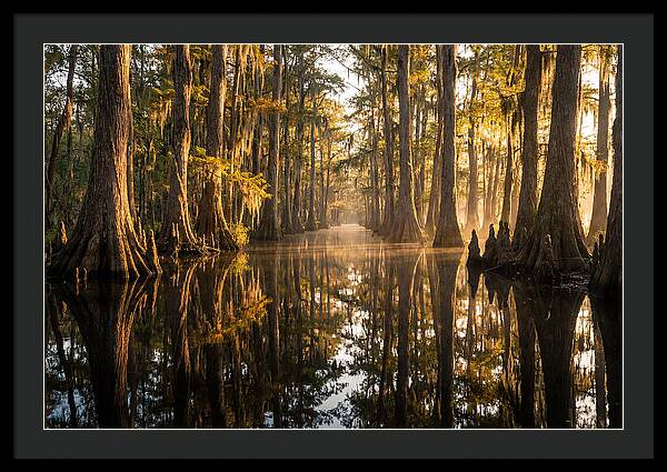 Caddo Lake Serenity