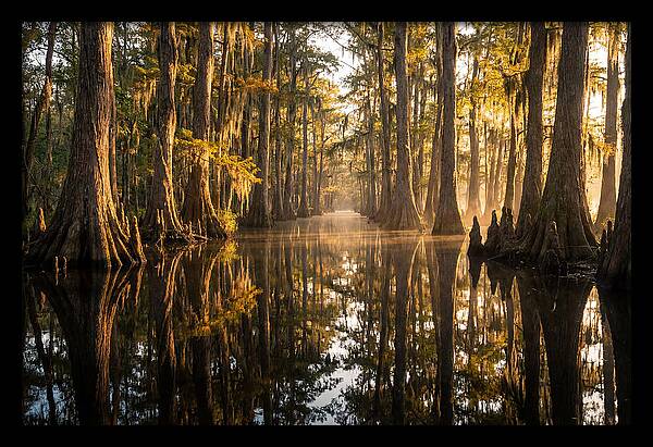 Caddo Lake Serenity