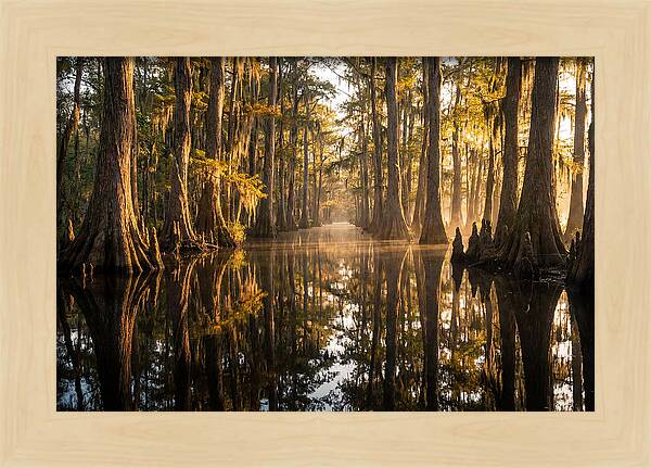 Caddo Lake Serenity