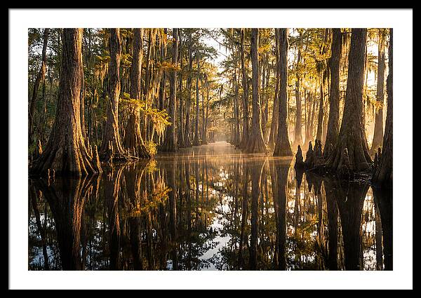 Caddo Lake Serenity