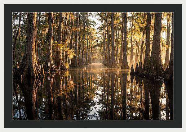Caddo Lake Serenity