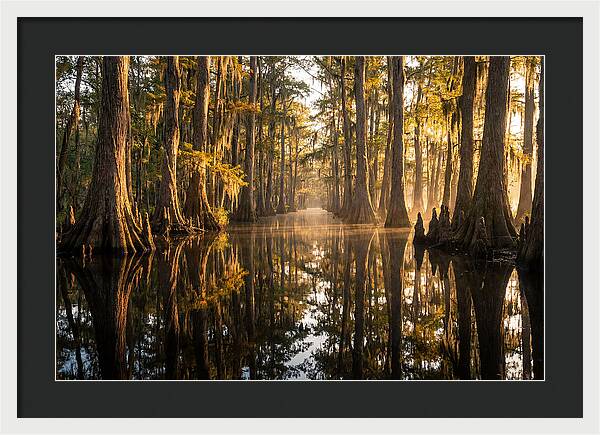 Caddo Lake Serenity