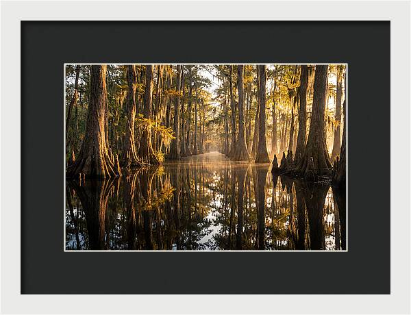 Caddo Lake Serenity