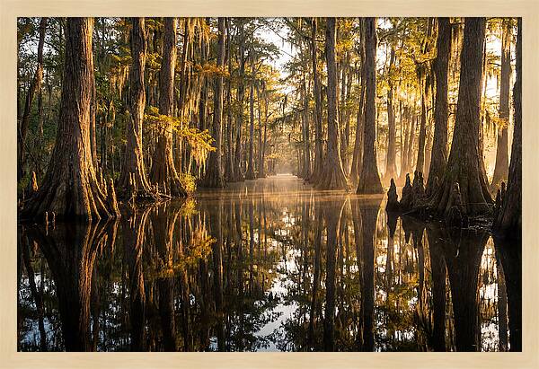 Caddo Lake Serenity