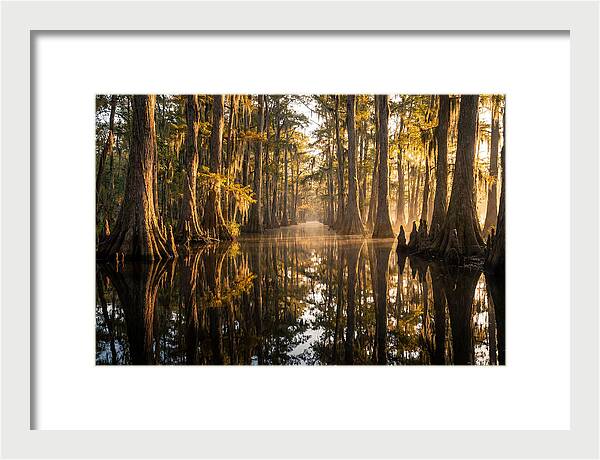 Caddo Lake Serenity