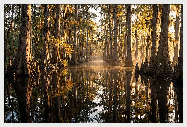 Caddo Lake Serenity
