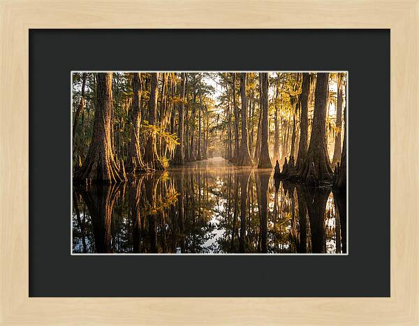 Caddo Lake Serenity