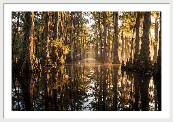 Caddo Lake Serenity