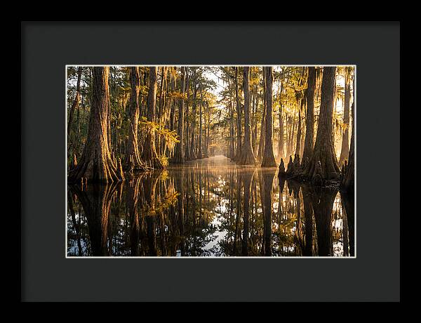 Caddo Lake Serenity