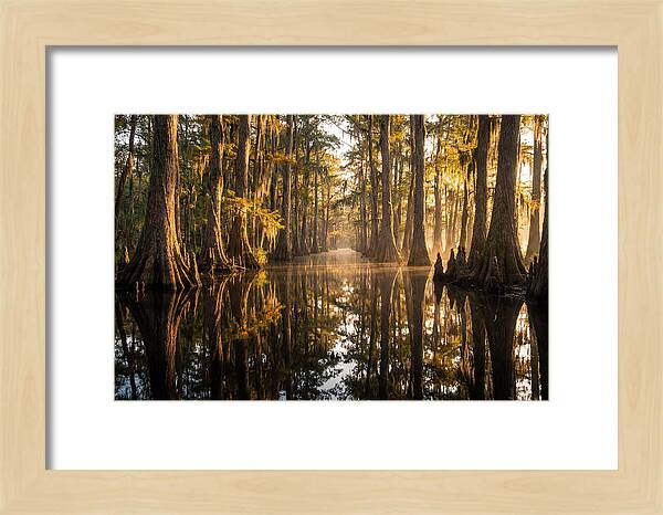Caddo Lake Serenity
