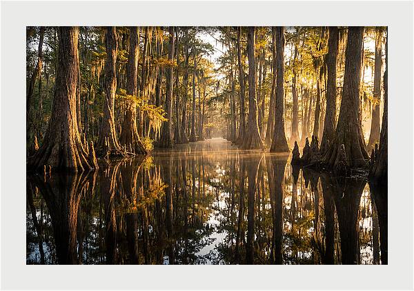 Caddo Lake Serenity