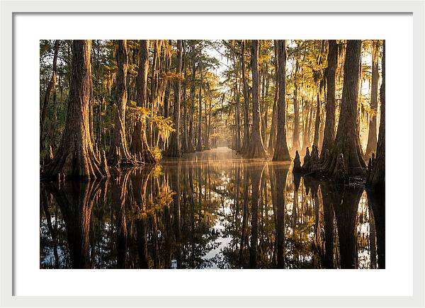 Caddo Lake Serenity
