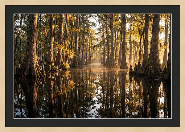 Caddo Lake Serenity