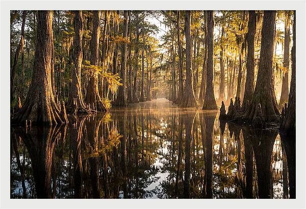Caddo Lake Serenity